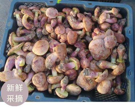 这种蘑菇上过舌尖上的中国 松茸上过舌尖上的中国