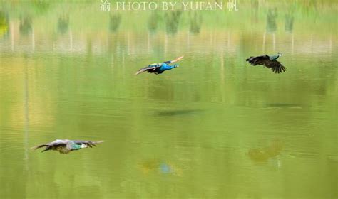 重庆下一个网红景区，巴南500只孔雀东南飞，一天两场极为壮观