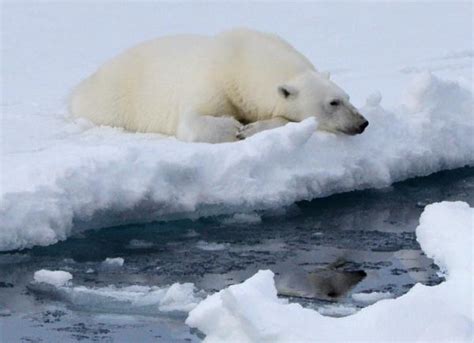 北极为什么有北极熊,企鹅为何不能在北极生存