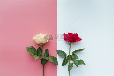 情人节玫瑰花模板,情人节除了红玫瑰