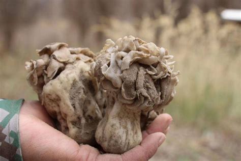 新疆最娇贵的蘑菇,巴楚松茸