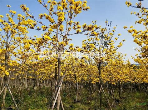 黄花风铃木6 - 7公分一棵卖多少钱