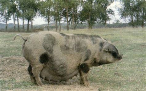 东北的黑猪适合用什么品种的公猪配种?