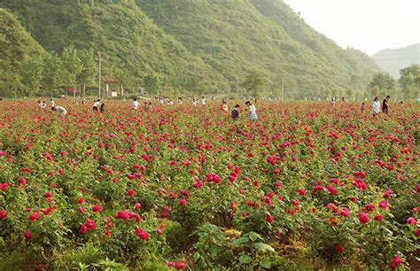 杜鹃花在花名中有什么地位?