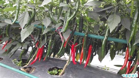 辣椒的种植与管理