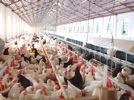2021年国鸡新增项目汇总,农村肉鸡养殖重点项目怎么批