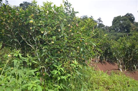 大户赛古树茶怎么泡,就属高性价比的大户赛