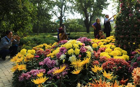 北京哪个花卉市场品种最全