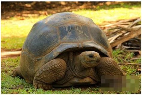 黄耳龟寿命多少年,龟寿命是多少年