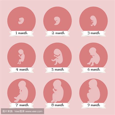 孕38周胎儿发育标准