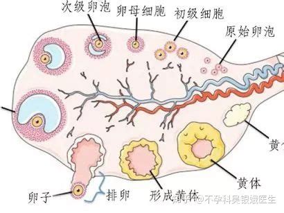 怀孕1个月左右流血是什么情况