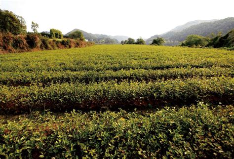 3年茶树每棵多少钱,中国最贵的茶树