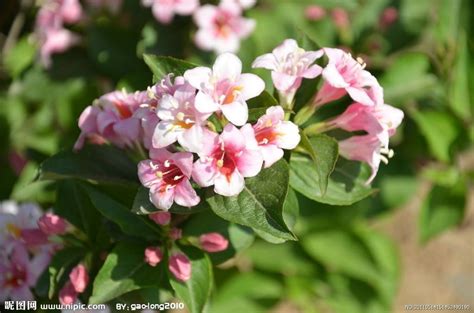 新居室里摆放什么样的花卉和植物好？有助于空气净化、对人身体也不会产生危害的呦！