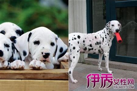 斑点狗三个月多少斤,成年斑点狗有多少斤