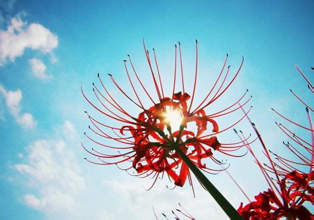 描写彼岸花外貌的唯美句子