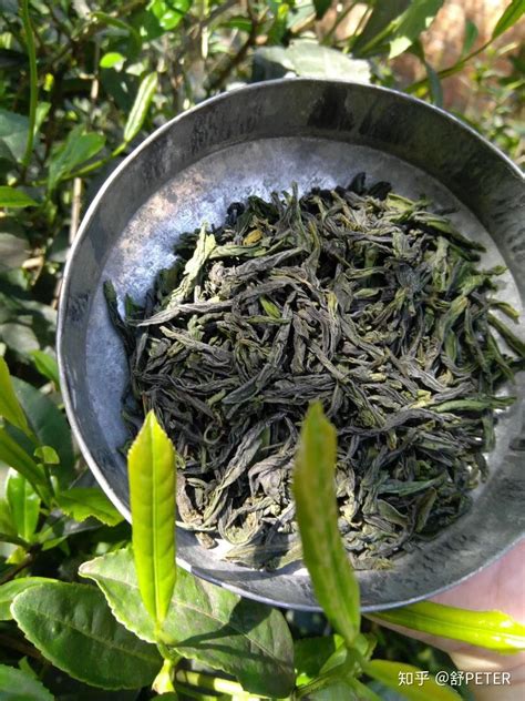 哪里的茶最好,什么茶叶的春茶最好