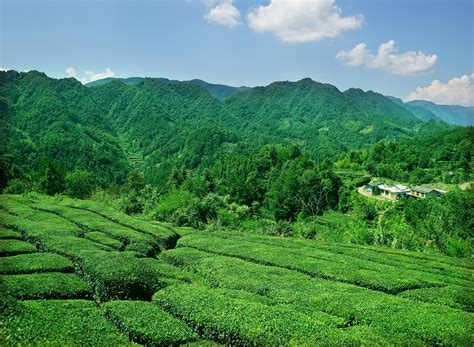 茶叶生产哪里,中国十大名茶产地介绍