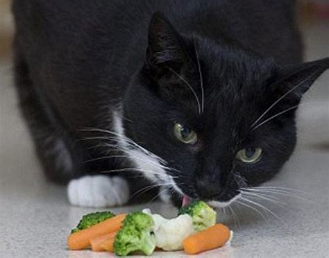 猫咪可以吃松茸吗,猫喜欢吃松茸吗