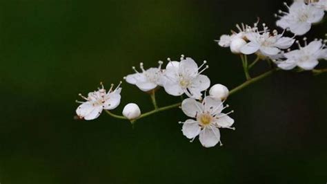 最漂亮的花都有哪些?