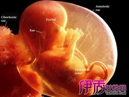 5个月胎儿清晰大图