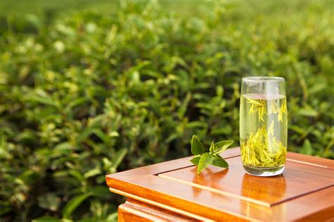 如何种植绿茶,白茶种植让荒山变金山