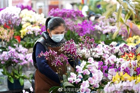 石家庄那有花卉市场