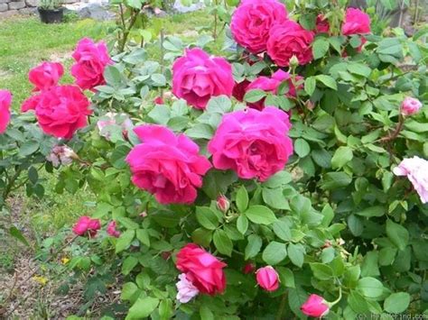 滇红玫瑰是什么品种,建议种棵食用玫瑰