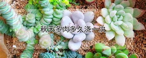 月季花多久浇一次水