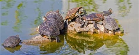 巴西红耳龟能长多大多少年,红耳龟能活多少年