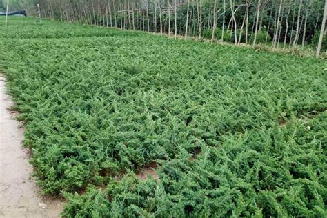 铺地柏的生长习性