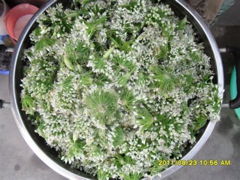 传统韭菜花的腌制方法,韭菜花怎么腌制好吃啊