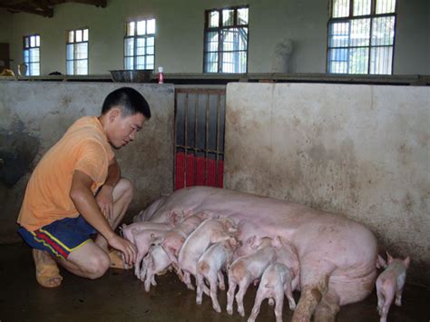 农村养猪怎么申请,怎么申请家庭养猪