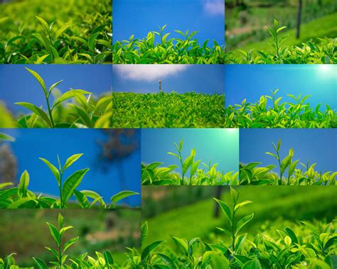 2022开化龙顶新茶3月10日开采,野生绿茶叶多少钱一斤