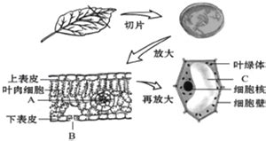 据图一叶片的结构示意图,图二叶肉细胞及细胞内叶绿体和线粒体结构示意图,回答: (1)图一中[3]的名