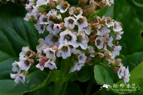 叶子像白菜开的花像梅花是什么花卉