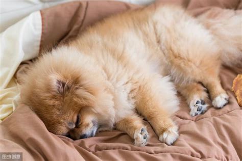 原来狗狗睡觉的位置,狗为什么只睡十个小时