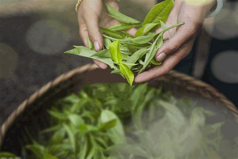 如何预防普洱茶被虫驻,普洱茶要如何预防长虫