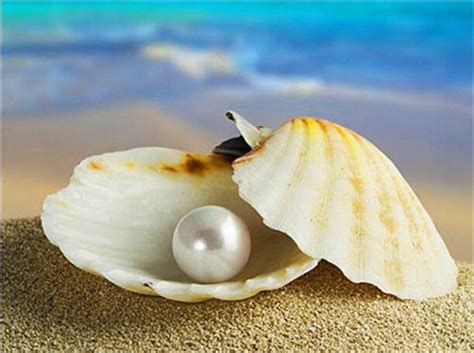 珍珠贝壳是什么,在河中的贝壳会有珍珠吗