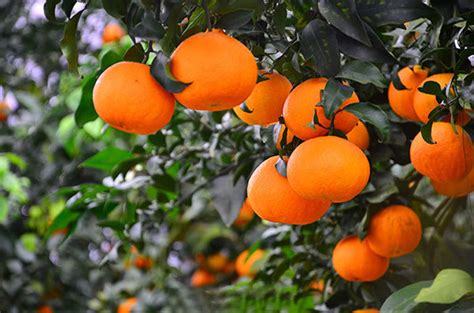 芸香科柑橘类的果实属于什么