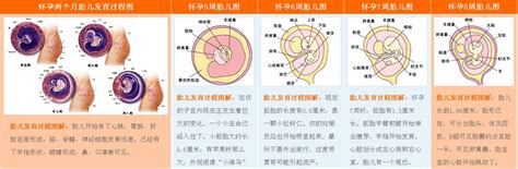 孕育全过程3d动画