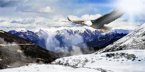 雄鹰翱翔-三年级写人作文400字【精选6则】