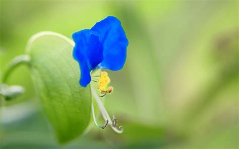 这是什么蓝色小花?