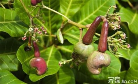 請問腰果是什么植物結的果實以及該植物的介紹？