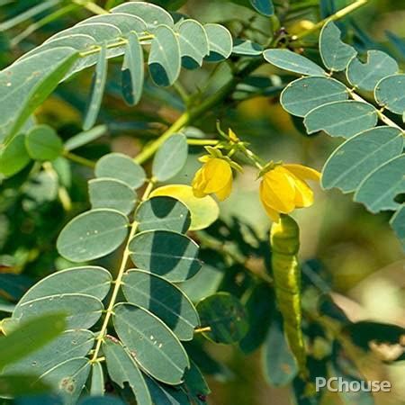 超实用的5种降压茶,什么花草茶降压