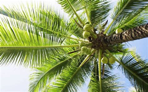 袖珍椰子是什么?