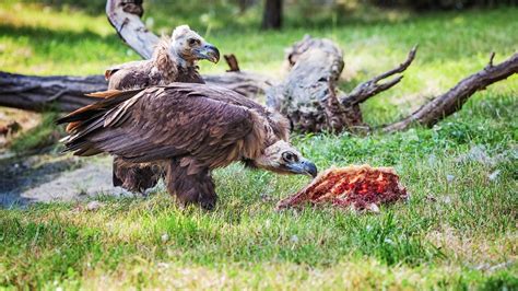为什么秃鹫 吃 腐肉,鬣狗在吃腐食的时候