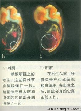胚胎的发育有几个过程