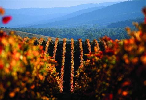 澳洲猎人谷：这里有一流的葡萄酒，是澳大利亚休闲生活的一面镜子