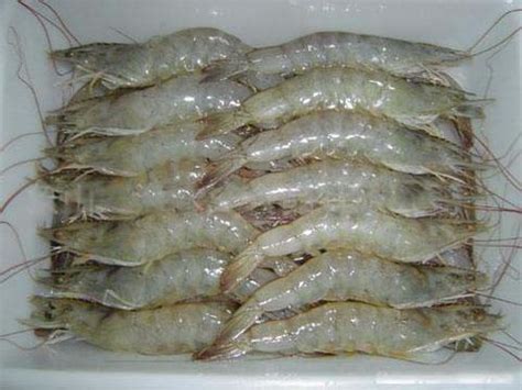 特别大的海虾怎么做好吃,比手掌还大的大虾