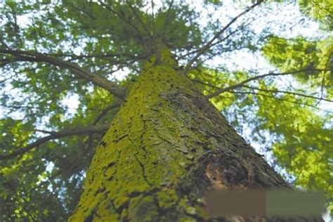 挖出來的紅木古樹如何保存與鑒定,郴州發現罕見紅桂木古樹